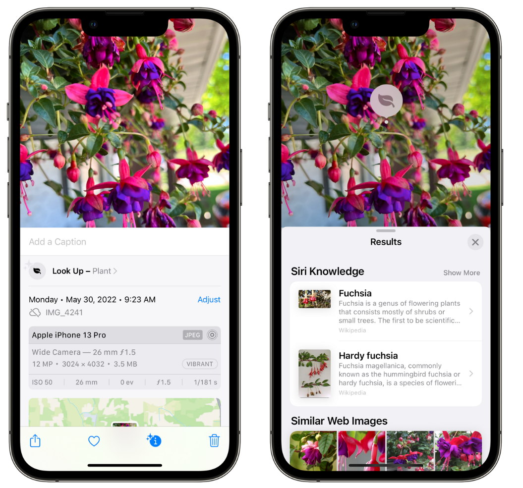 依安苹果手机维修分享小技巧：使用 iPhone 相机识别花卉植物 